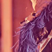 crop of the Lena photo